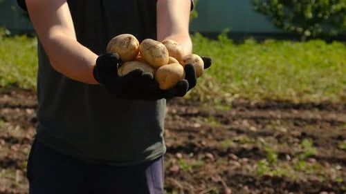 Harvest Potatoes in the Garden Selective Focus