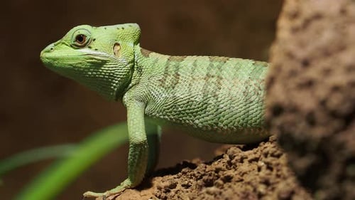 Close-up of Green Lizard Sitting on Rocks
