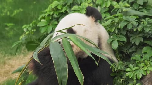 Giant Panda Eating Bamboo in Lush Greenery