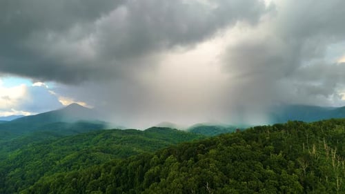 Mountain Forest in Humid Summer Rainy Season with Lush Green Trees and Misty Woods