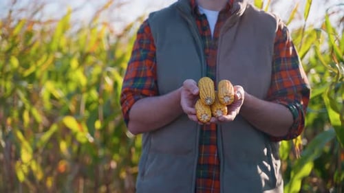 Farmer Holding Harvested Corn Cobs in Field