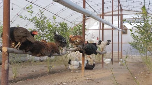 Chickens in the chicken coop
