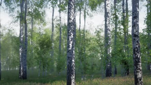 Dense Birch Forest Landscape