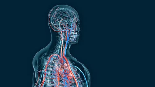 3D Animated Human Circulatory System with Visible Heartbeat