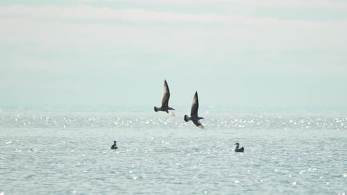 Seabirds Flying Ocean Two Majestic Birds Glide Close to the Sparkling Water Surface Under Bright