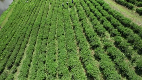 Aerial view of tea plantation with workers, Thailand.