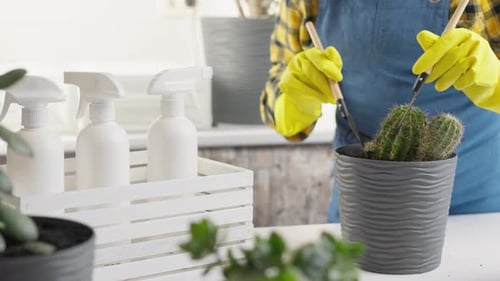 A Woman on Vacation Transplants Her Green Pets Into New Flowerpots Creating a Corner of Harmony and