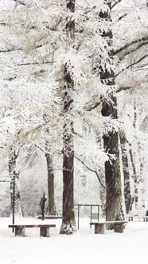It is Snowing Heavily in the Park Large Flakes of Snow are Slowly Falling on Tree Branches People
