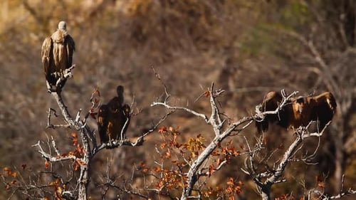 White backed Vulture in Kruger National park, South Africa