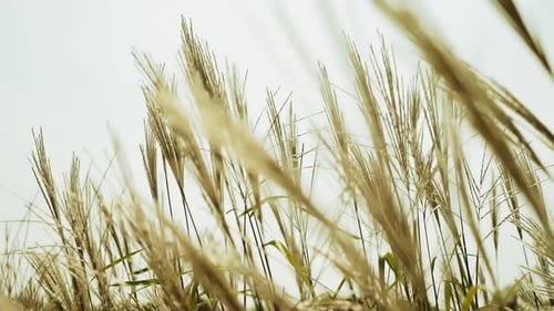 Long Grass Gently Waving in the Breeze
