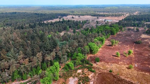 Aerial View of Forest and Natural Landscape