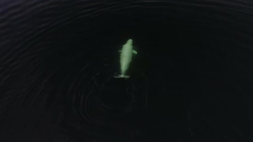 Aerial a Beluga Whale Exhales and Dives Underwater in Search of Fish