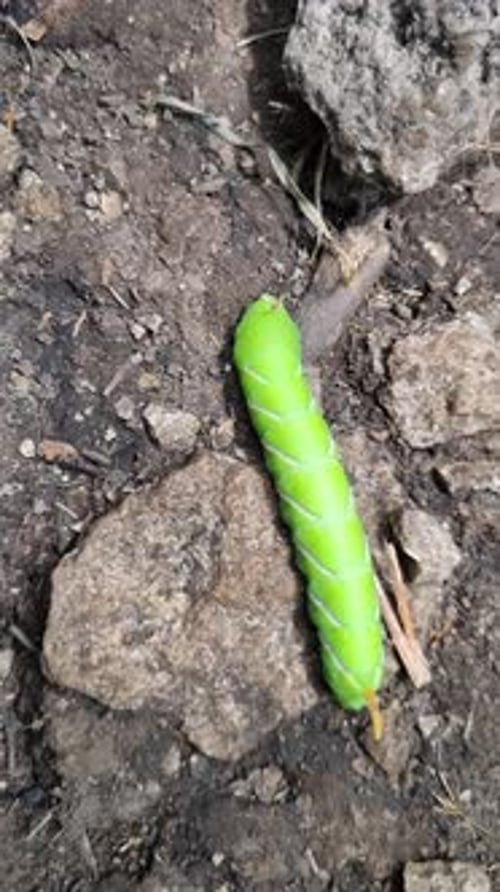 Large Green Caterpillar Crawling on the Ground Vertical Video