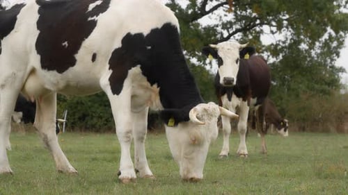 Herd Holstein dairy cows graze in the field. Cattle are grazing in the pasture.