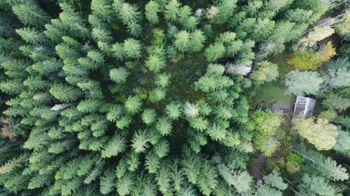 Flyover Finland boreal conifer forest to remote small cabin in woods
