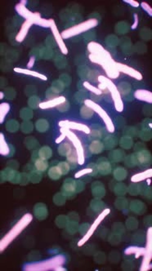 Viewing the Navirus Under a Digital Microscope