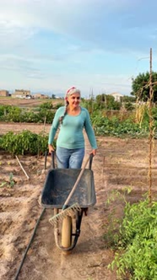 Woman tending vegetable garden with wheelbarrow and rake