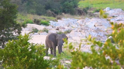 adult African elephant swatting at tall fresh green shoots of grass with his trunk and eating them o