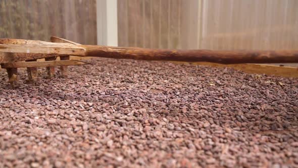Raking Cacao Beans with wooden rake_Close Up., Food Stock Footage ft ...