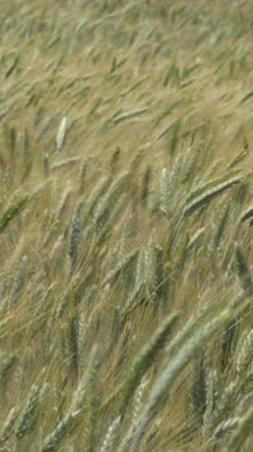 Des épis de céréales