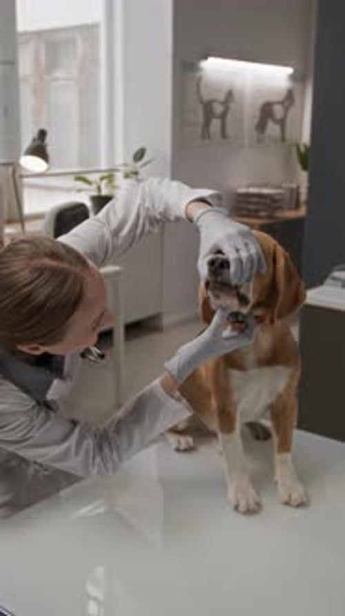 Veterinarian Inspecting Teeth of Beagle Dog during Dental Exam in Clinic