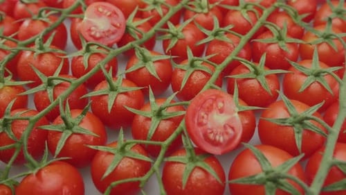 Cherry tomatoes. Slow motion along branches with cherry tomatoes, close up video footage.