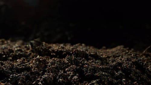 Timelapse of Plant Sprout Emerging From Soil During Germination