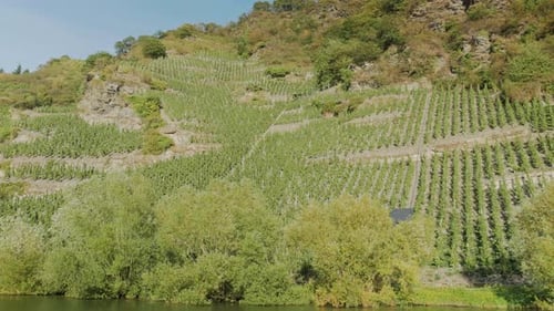 Vignoble escarpé avec rangées de vignes au bord de la Moselle. Plan de parallaxe moyen filmé depuis un bateau
.