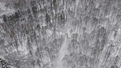 High angle aerial view of a dense winter forest blanketed in fresh snow. Snow covered trees and
