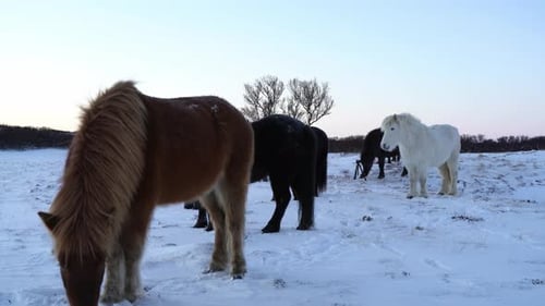 Cute close up of Icelandic horse walking towards the camera