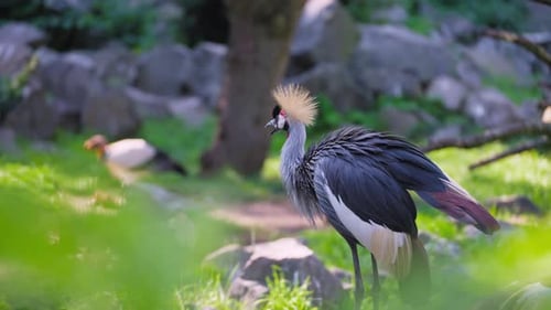 Grauer Kronenkranich (Balearica regulorum) Zierfedern oder Putzgefieder