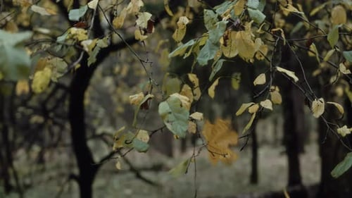 Autumn Forest Branches with Yellow Leaves Swaying in Wind