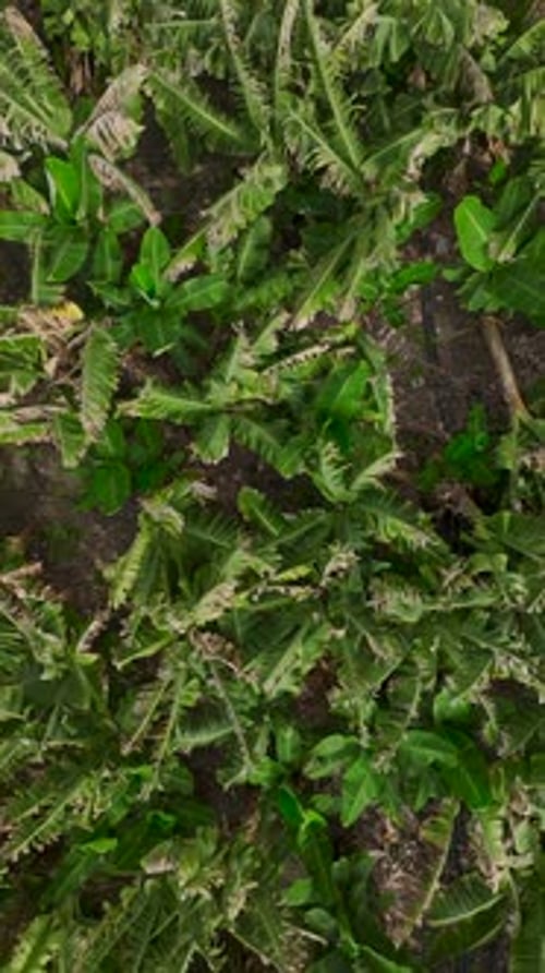 Vertical Video Banana Orchard with Dense Green Leaves and Clusters of Fruit Hanging in a Picturesque