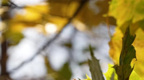 Close Up of Yellow Autumn Leaves