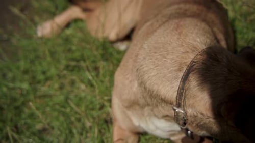 Brown dog with collar lying outside and looking to left of camera, close up