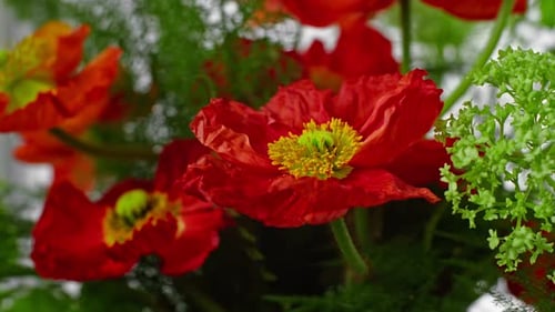 Vibrant Red Flowers with Yellow Centers