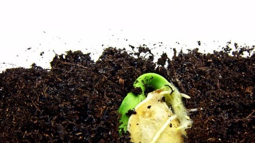 Isolated Macro Timelapse of Pumpkin Grain Planted Under the Ground and Growing There