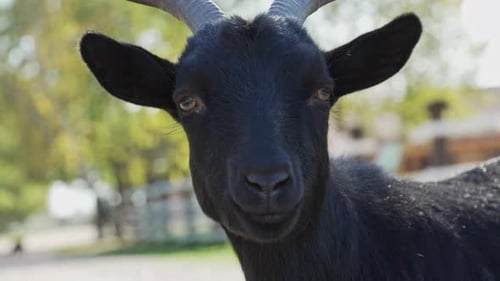 Un primer plano de un cabrito negro caminando libremente. Cabra con pezuñas. Las cabras barbudas se alimentan y