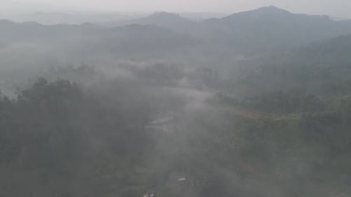 Aerial Foggy green forest with canopies of spruce trees and sunrise rays shining through branches in