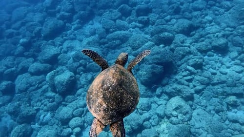 A Beautiful Sea Turtle Calmly Swimming In The Turqoise Blue Ocean. - slow motion - underwater shot
