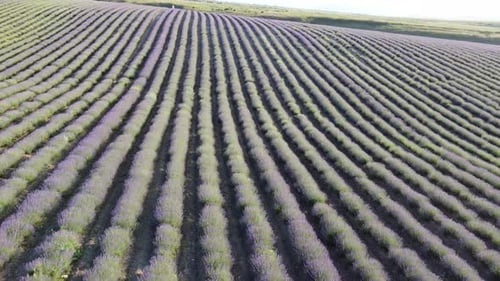 Aerial Lavender Fields