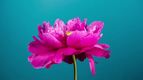 Pink flower blooming on blue background, time lapse