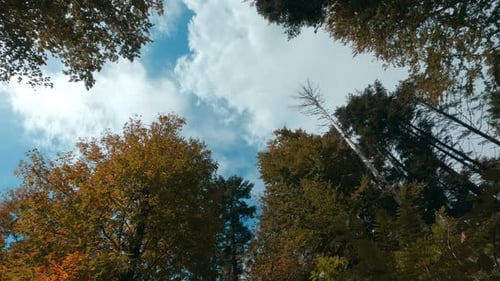 Canopée d'un arbre coloré automnal dans la forêt Laps de temps
