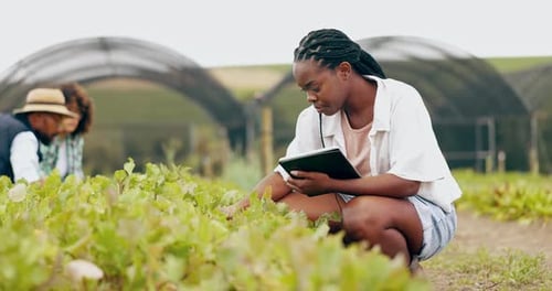Tablet, inspection and black woman in greenhouse for farming with vegetables, leaves or greenery