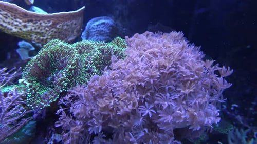 Sea anemones in beautiful aquarium