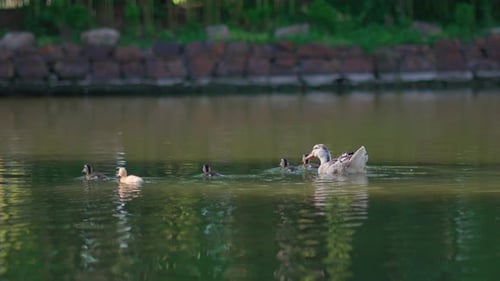 Images au ralenti montrant un canard sauvage nageant avec des canetons dans un lac parsemé de poches