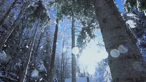 Snow Fall Winter Wonderland in Forest Landscape Scenery