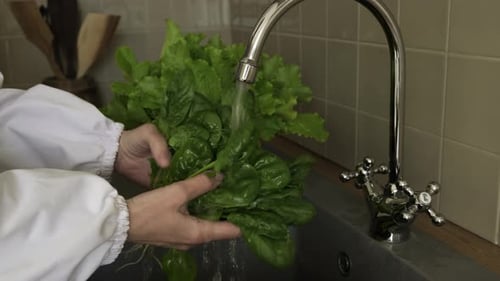 Washing green spinach leaves under running water in the kitchen. Healthy eating