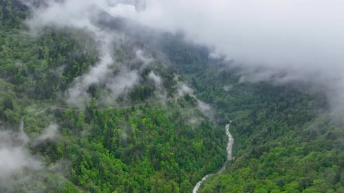 foggy forest aerial view