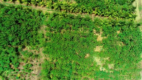 drone top down view of small tropical palm tree plantation with dirt roads leading through it, in